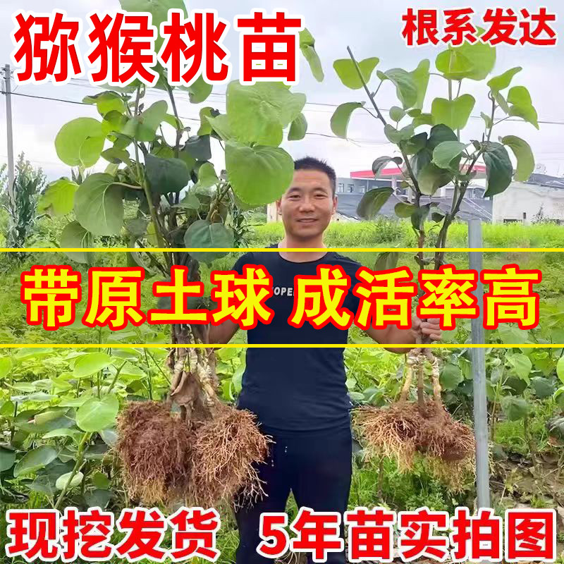 嫁接高甜多汁猕猴桃苗当年结果树