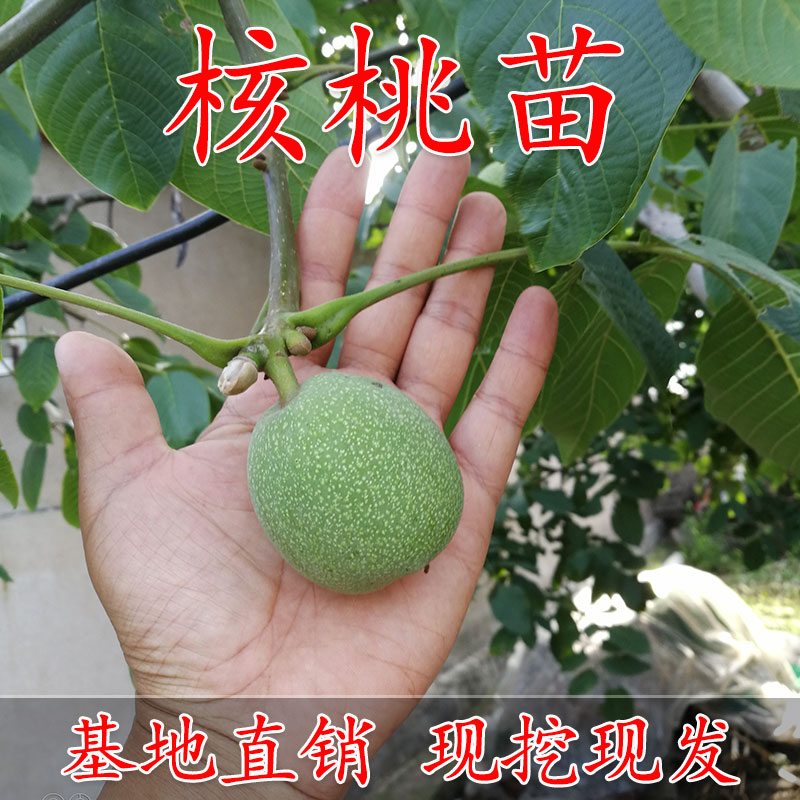嫁接美国山8518碧根果薄皮纸皮核桃树苗香玲核桃果苗当年结果树苗
