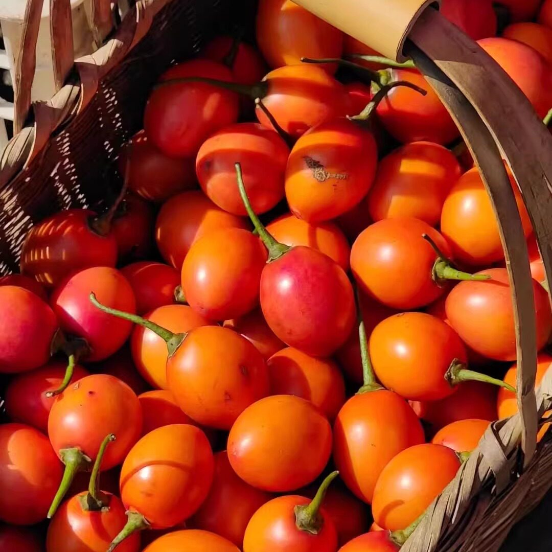 新鲜树番茄中大果500g云南鸡蛋果洋酸茄木本番茄大树杨酸茄蔬菜