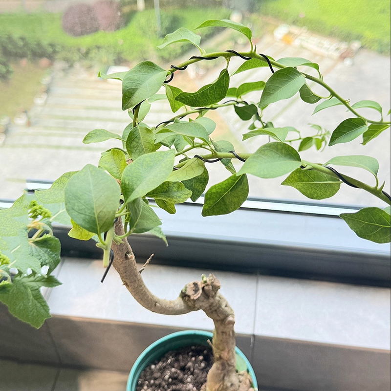 盆景铝丝 盆景工具盆景造型软铝线黑色专用铝线铝丝园艺盆景盘扎