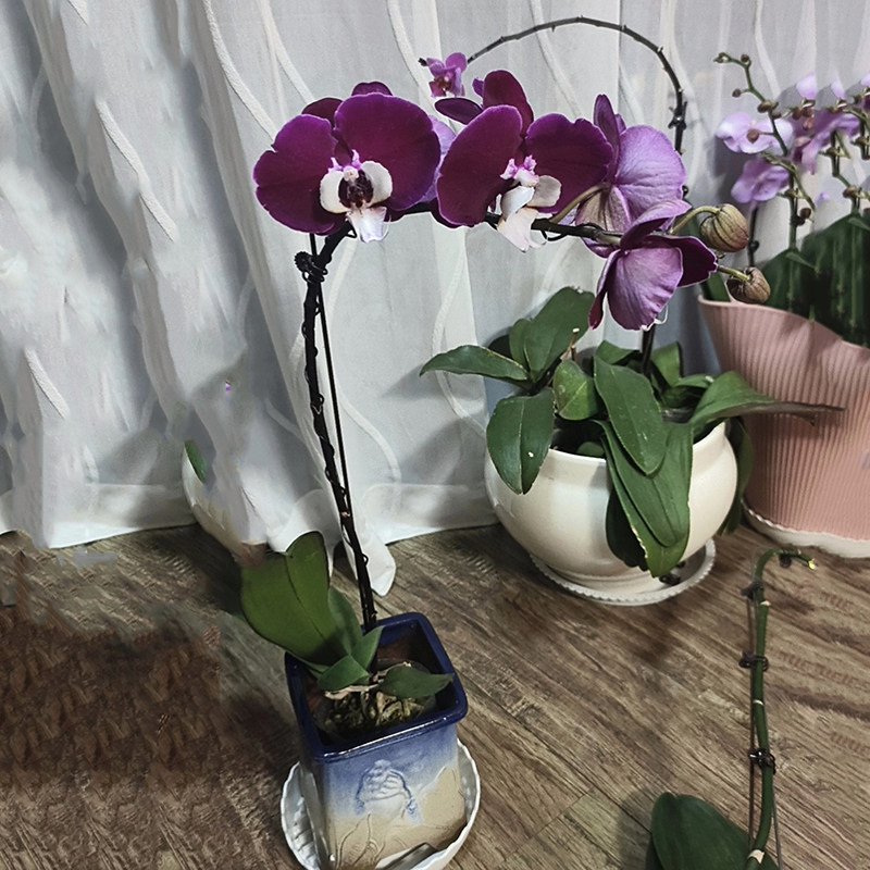 蝴蝶兰造型专用铝丝铝线蟠扎园艺铁丝花卉罗汉松拉枝固定型器工具,鲜花速递/花卉仿真/绿植园艺,其它园艺用品,淘宝优惠券,粉丝福利购,淘宝优惠卷