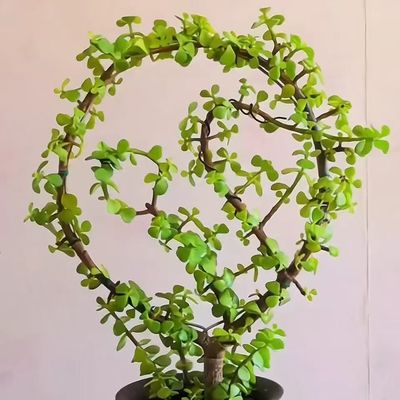 金枝玉叶定型diy园艺造型用铝丝软铝线盆景制作整形蟠扎盘扎枝条