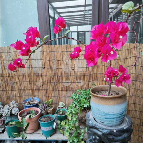 盆景造型专用铝线软硬造形金枝玉叶盘扎绑枝定型铝丝园艺用品工具