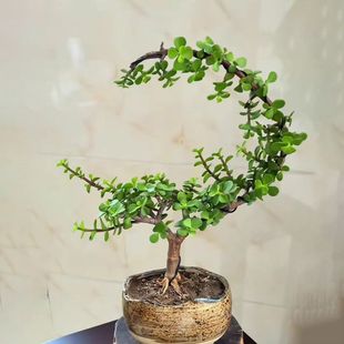 金枝玉叶盆景造型专用铝丝铝线蟠扎园艺铁丝花卉拉枝固定型器工具