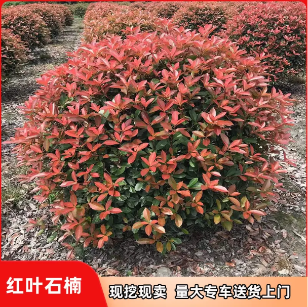 重庆庭院绿化海桐球红叶石楠花园室外观叶植物工程苗木红继木女贞