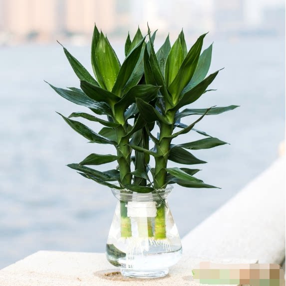 重庆花卉莲花竹富贵竹水培桌面植物观叶办公室室内绿植净化空气