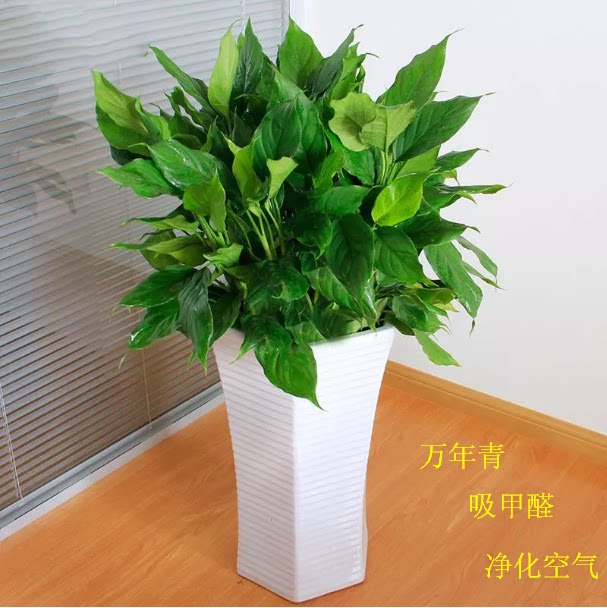 重庆花卉万年青盆栽植物办公室桌面观叶绿植室内除甲醛净化空气