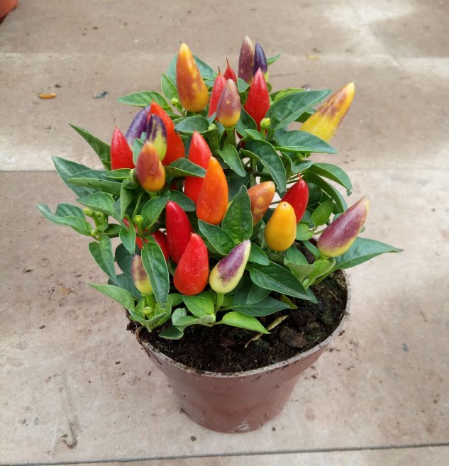 重庆同城花卉小植物盆栽观赏办公室室内盆景桌面绿植室外花园花卉