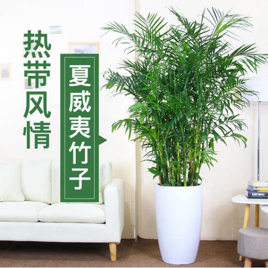 重庆花卉夏威夷椰子植物办公室室内观叶盆栽吸甲醛净化空气 绿植
