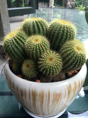 绿植桌面办公室重庆盆景仙人球