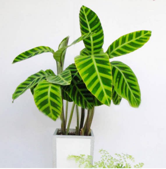 重庆花卉植物盆栽斑叶竹芋办公室桌面观叶盆景净化空气除甲醛绿植