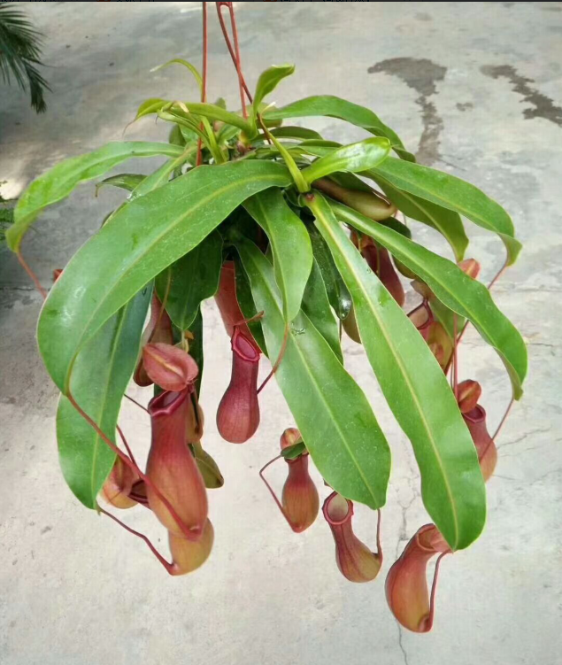 猪笼草吊兰/驱蚊草植物室内盆栽观叶绿植办公室客厅盆景重庆花卉