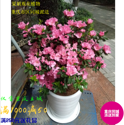 重庆同城花卉杜鹃夏娟花植物阳台观花盆栽室外花园庭院绿植盆景