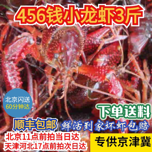 3斤 456钱（一斤20只左右）鲜活清水小龙虾当天发货鲜活到家