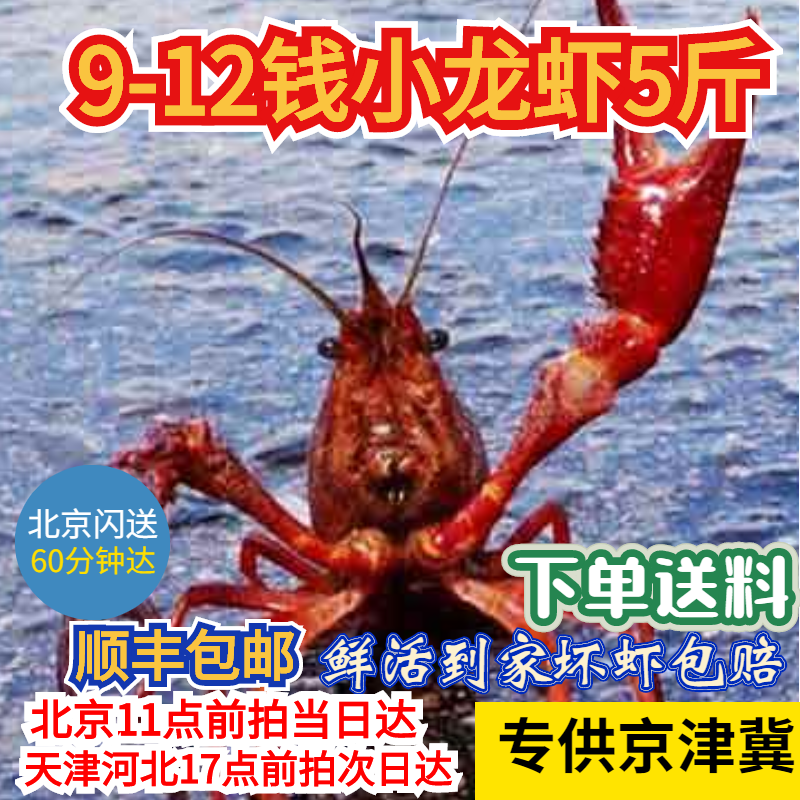 京津冀地区5斤炮头（1斤9-11只）清水小龙虾鲜活现货免洗新鲜水产