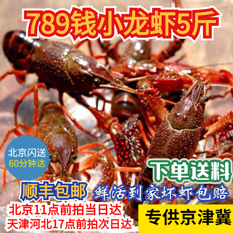 京津冀5斤鲜活小龙虾789钱（1斤12-14只）现货免洗新鲜北京可闪送