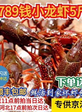 鲜活小龙虾789现货新鲜北京闪送