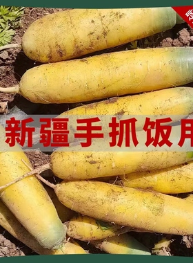 2025年新挖手抓饭黄萝卜岭鲜黄颜色山西黄萝卜临汾发货餐饮黄萝卜