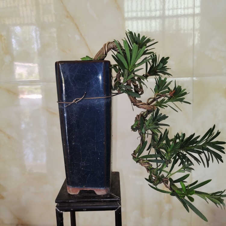 小叶榔榆榆树罗汉松黄杨悬崖式盆景书房含盆