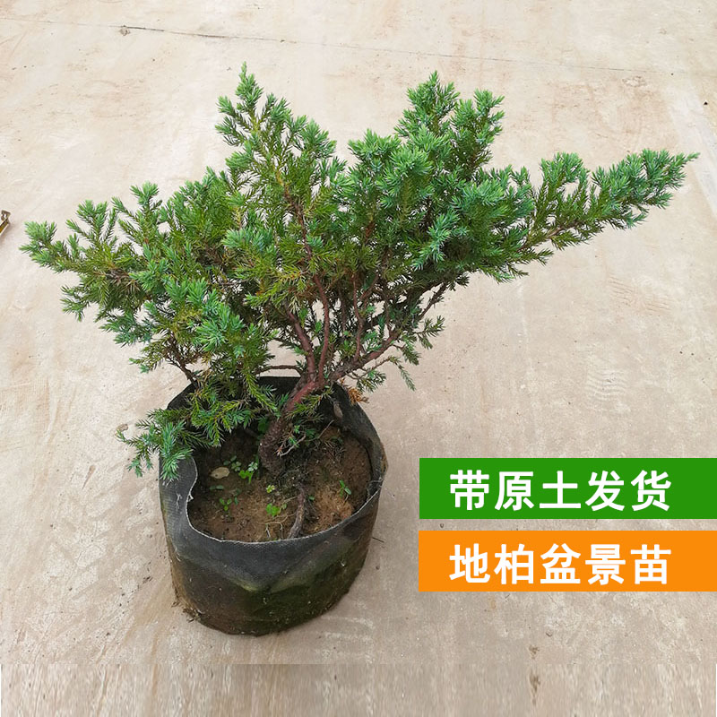 绿化迎客松造型工程爬苗地柏老桩盆景素材柏树松铺地植物常绿直销
