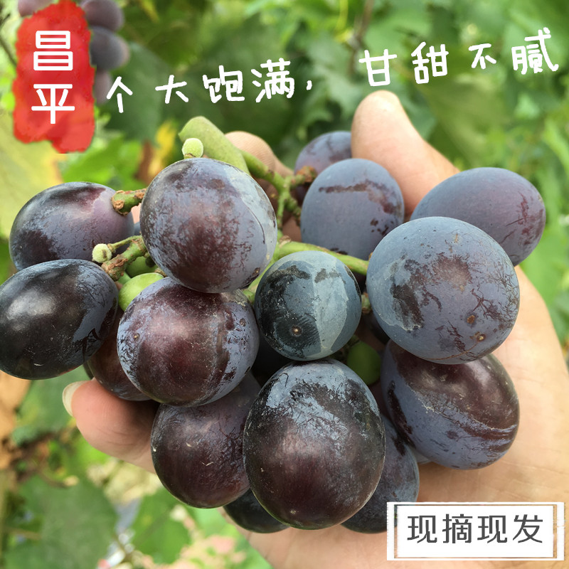 现摘现发北京昌平有机巨峰葡萄新鲜水果绿色健康露天种植拍6包邮