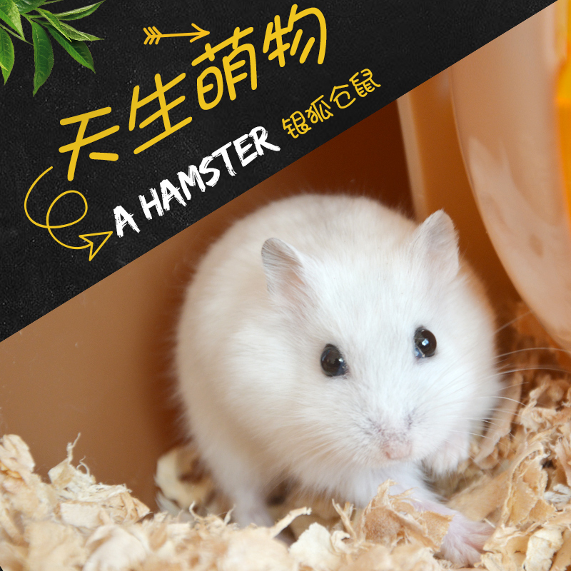 330仓鼠馆仓鼠活体三线仓鼠银狐老鼠活体宠物鼠小仓鼠萌宠在类目 宠物/宠物食品及用品, 仓鼠类及其它小宠, 仓鼠中 - 来自Buy2taobao.com提供专业的淘宝代购服务