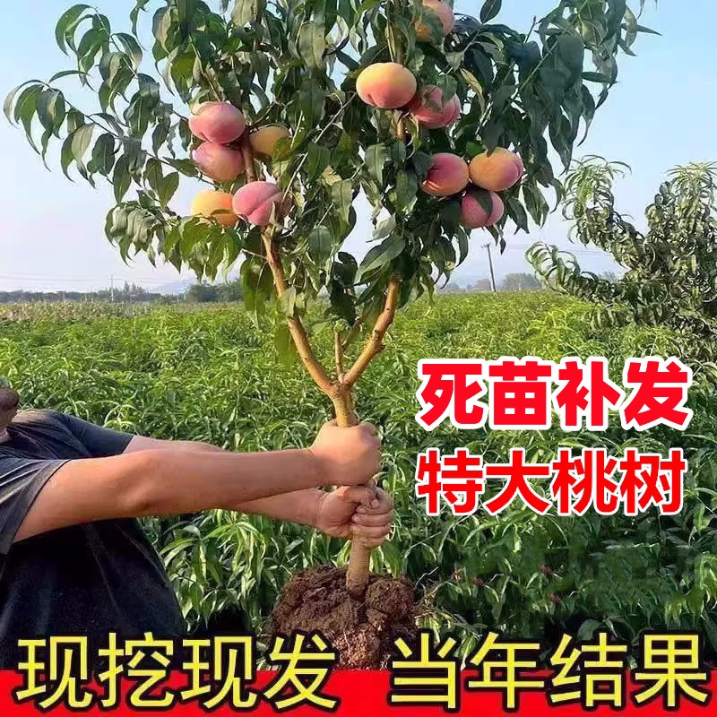 桃树果苗冬桃黄桃嫁接苗盆栽甜脆庭院矮化南北五月水蜜桃果树树苗