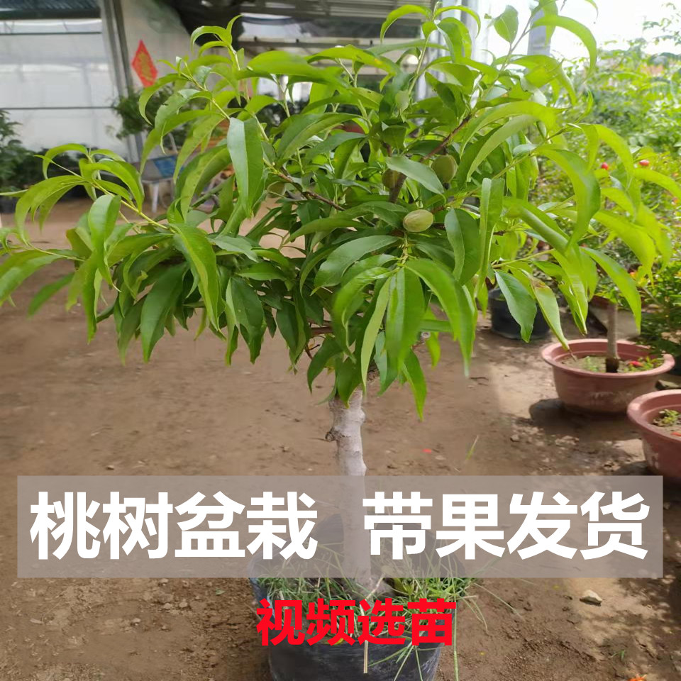 大颗叶新到嫁接果苗蟠桃种植发货