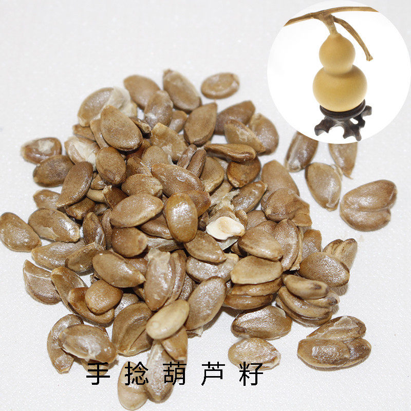 包邮葫芦种子特小把玩文玩铁包金草里金阳台花盆庭院观赏葫芦籽