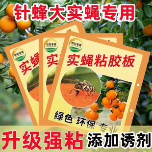 瓜果实蝇粘胶板诱实蝇粘虫板果实蝇纸贴针蜂诱捕器果树瓜果园专用
