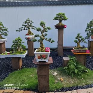 直播间专用广东雀舌黄杨盆景名贵老桩