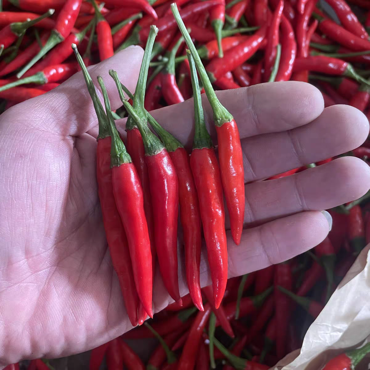 天剑小米椒正宗四川自贡本地新鲜小米椒川菜盐帮菜专用超级辣特辣