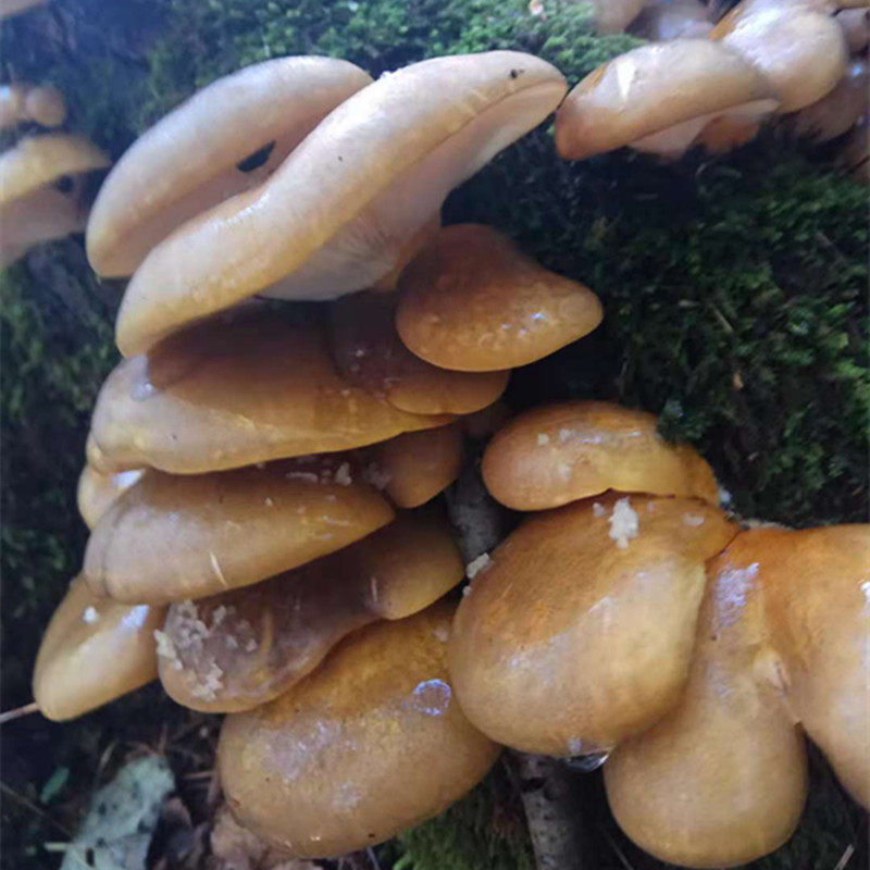 干货东北野生元蘑冻蘑野生菌食用菌山珍土特产一件半斤500克包邮