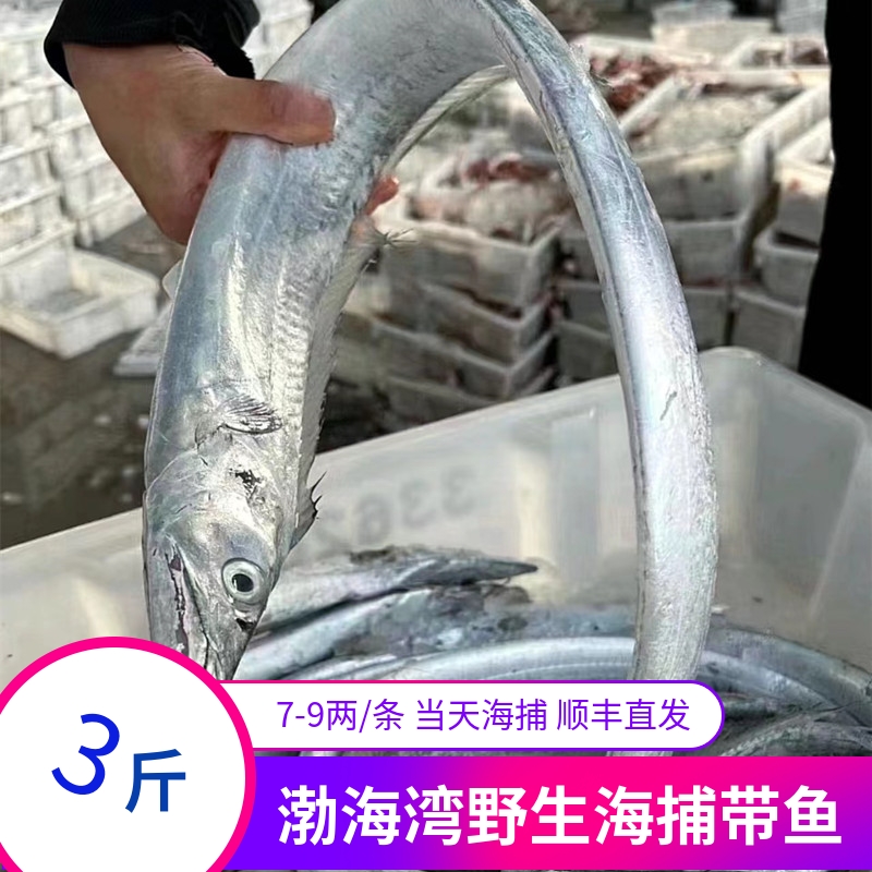 渤海湾带鱼7-9两1条拍4斤送1斤