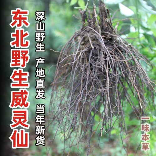 威灵仙野生威灵仙泡脚中药材