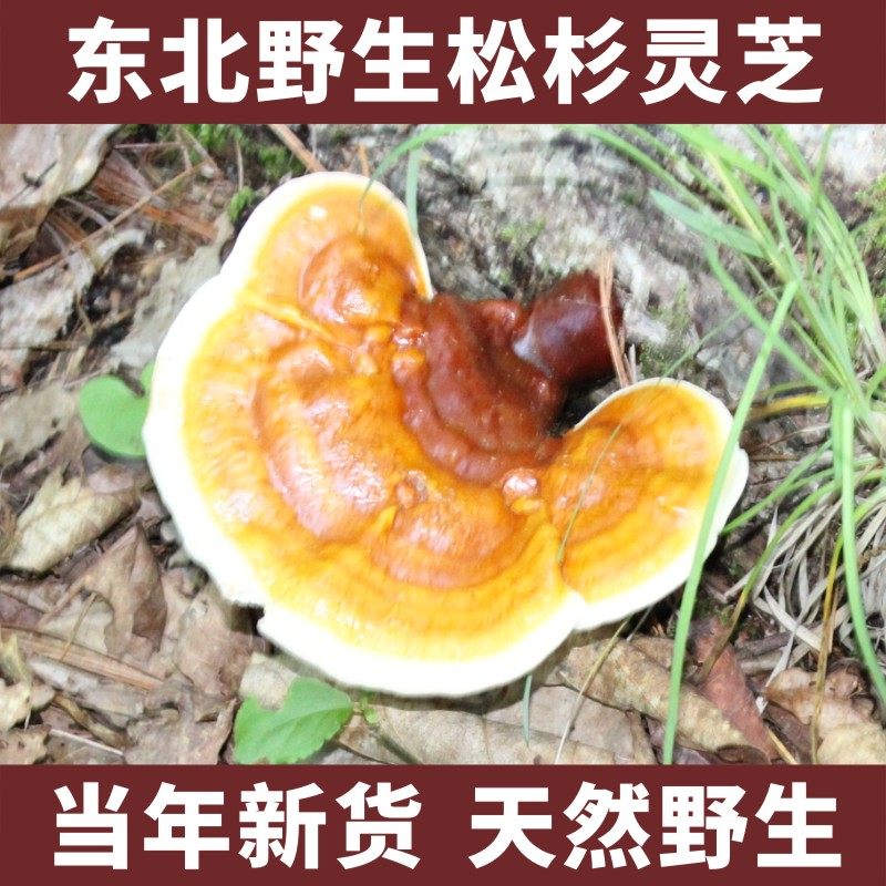 松杉灵芝野生正品长白山新鲜干货林芝灵芝多糖泡酒专用薄盖中药材
