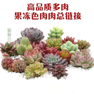 1元 果冻色多肉植物艾伦昂斯洛黑爪红宝石春之奇迹塔洛克玉缀葡萄
