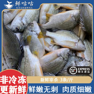 黄翅鱼黄立鱼黄脚立 新鲜鲜活三去宰杀冷冻宁波舟山海鲜水产
