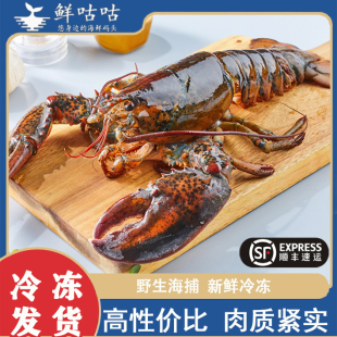 波士顿龙虾波龙加龙 大龙虾 新鲜鲜活冷冻 海鲜水产 高品质