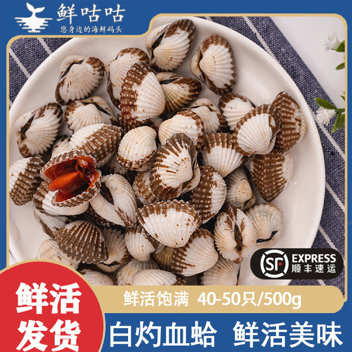 血蛤鲜活现捕现发保鲜包活正宗血蛤蜊可生腌刺身宁波舟山海鲜水产