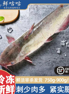 新鲜鮰鱼鲜活可宰杀整条顺丰发货