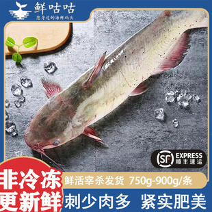 鮰鱼大清鱼江团回鱼鲜活可宰杀冰鲜非冷冻海鲜水产烤鱼石锅鱼食用