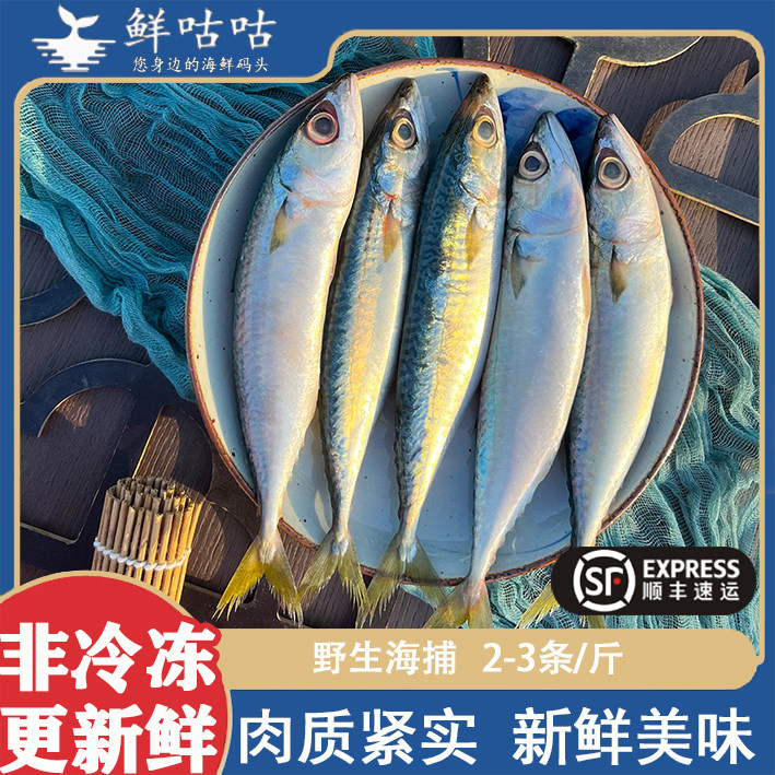 青占鱼青花鱼鲐鱼鲅鱼 宁波舟山野生海捕海鲜水产冰鲜非冷冻 顺丰