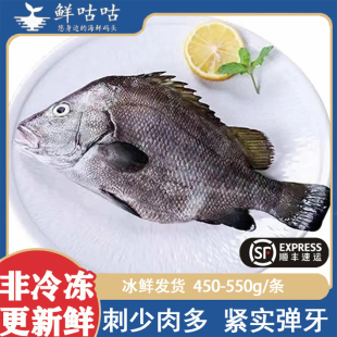 包公鱼十八枚鱼鲷鱼冰鲜非冷冻当天捕捞宁波舟山海鲜水产袋装食用