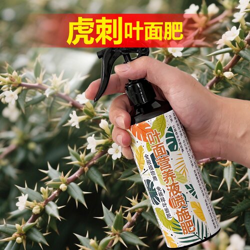 虎刺专用肥料盆景老桩营养液花肥梅铁海棠盆栽有机肥花卉土壤肥料