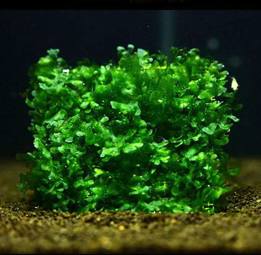 水族鱼缸观赏鱼虾躲避新鲜水草怪蕨大三角莫斯沉木杜鹃根造景淡水