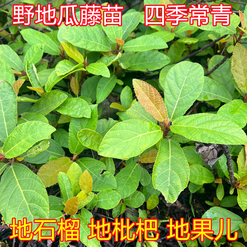 新鲜野地瓜根藤叶地石榴地枇杷藤苗四季常青防沙绿化地瓜果榕