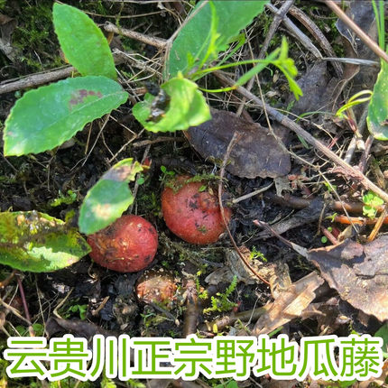 野地瓜藤苗盆栽云贵川童年地石榴苗果子地枇杷地果泡儿藤苗根
