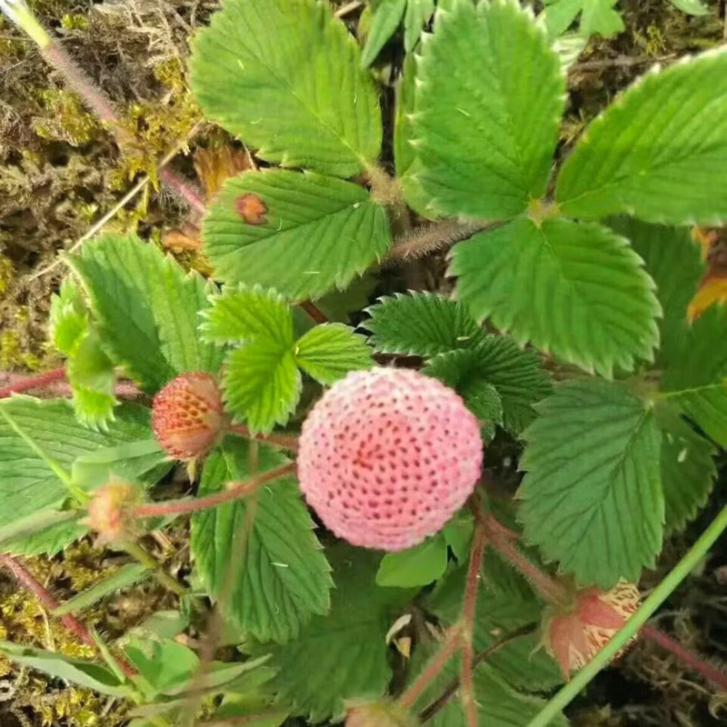 云南野生白草莓泡儿苗盆栽