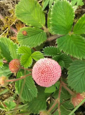 云南野菠萝白草莓苗纯天然大米泡儿三叶黄毛草山莓苗盆栽地瓢子